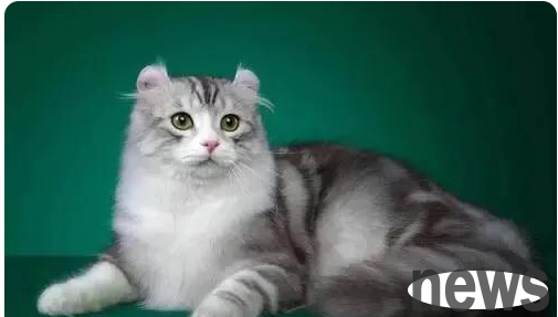 Do you know who the ancestors of all kinds of cats are?
