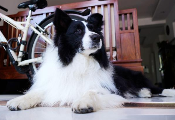 Don t be deceived anymore, dogs lose their hair because of small loss