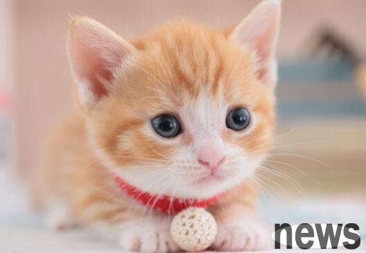 A must-read for novice little white cat raising, and a manual for teaching you to avoid pits!