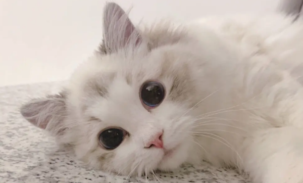 How to deodorize the cat where it has urinated?