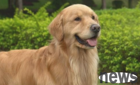 This article explains in detail what are the benefits of eating calcium carbonate from dogs?