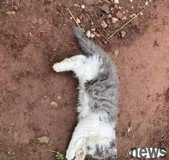 The British short kitten fell straight down from the 24th floor. The cat that promised to be had nine lives.