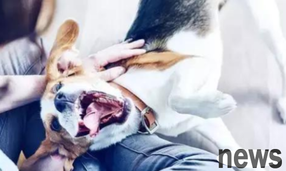 What should I do if a pet dog has bad breath? Come and find out
