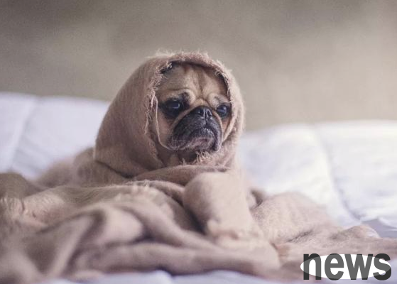 Can dogs have fever and colds to eat cold pellets?