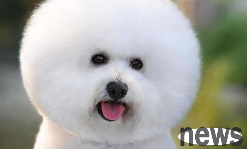 How to bleach dog hair with tears? What should be done?