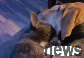 German Shepherd and the kitten hugged each other and cried 6 million netizens: It finally came out...