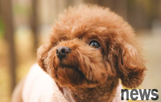If a dog has these characteristics, it means he is a good dog!