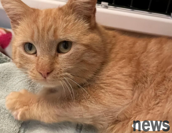 The orange cat nanny with a high praise, taking over a strange customer... It s too professional