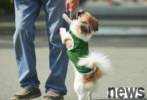 If you do these 5 points well, your dog will be trained well!