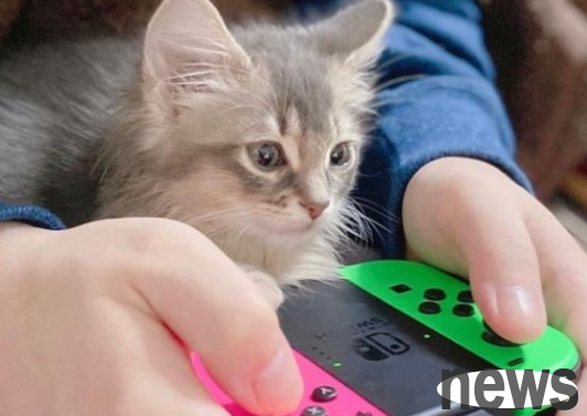 The caring cat insists on playing games with his owner every day, and continues to maintain the same movements after one year