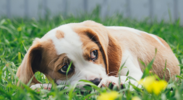 What does it mean when a puppy tweets differently? Come and have a look