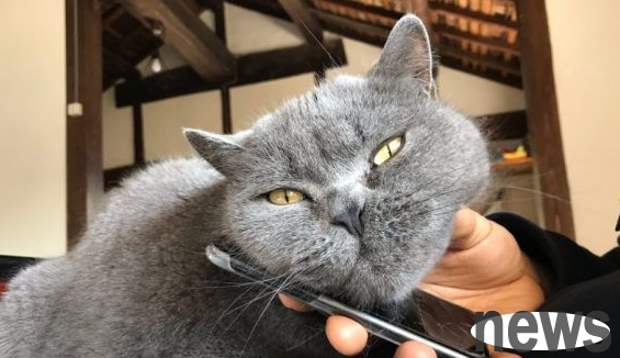 When you see a cat slave slim on your phone, you will automatically feed your chin to ask for it.