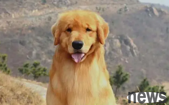 Do dogs only take a little shit at a time? What s going on?
