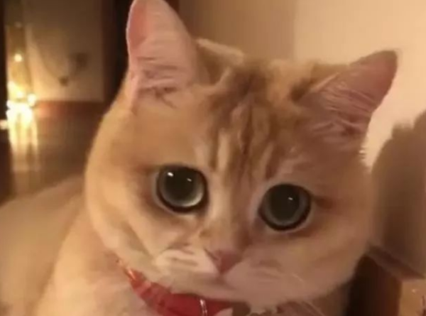 The owner was sick and bedridden, and the kitten was aggrieved and accompanied her. Netizens were so cute when they saw it!