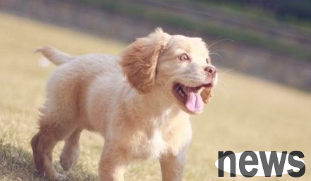 Science and Technology: Explain the 6 major behaviors of dogs, it is not easy for the owner to lose face after the owner is