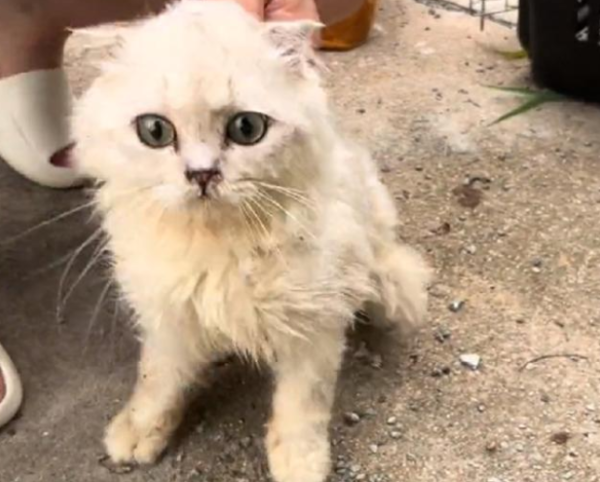 The fold cat wandering in the demolition village, maybe its owner has gone to enjoy the happiness, but it is still waiting