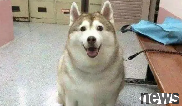 What changes will happen after dog sterilization? Come and have a look