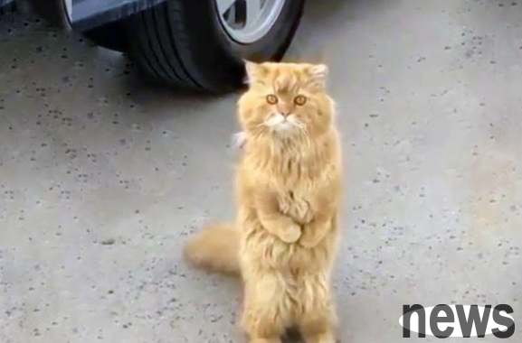 A stray cat wandered helplessly on the street and took it home. It was so well-behaved that it was heartbreaking.