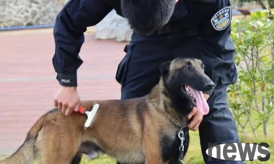 What is the difference between a police dog and a military dog? One minute to help you understand the difference between the two