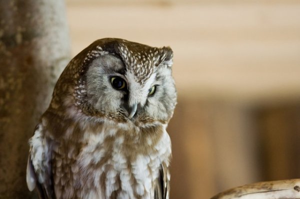 Being touched by a little owl
