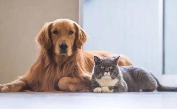 Keep pets in summer. Pet owners should not make such incorrect behavior, it will not be beneficial to dogs.