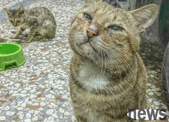 The stray cat comes to ask for food every day, but suddenly disappears for three days on Christmas and appears again, which is the last goodbye.