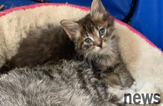 Kind domestic cats, bring different kittens home every day and share their food with them