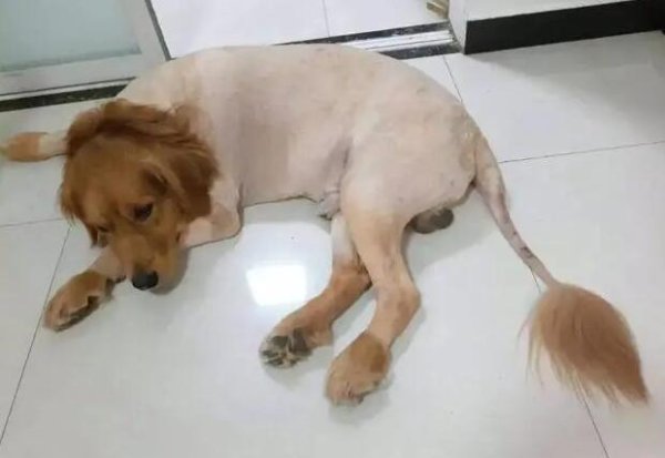 When will it take to shave or repair your dog s hair?