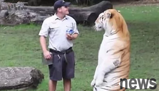 The breeder feeds milk to the tiger, but his face makes people look question marks: Big cat is so cute