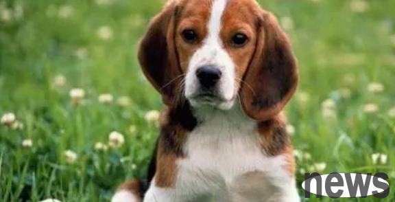 What are the breeds of short-haired dogs with big ears?