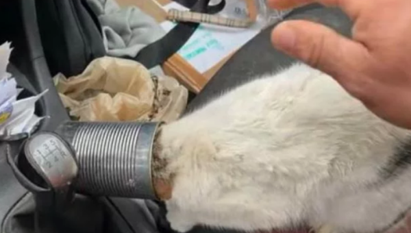 The man saved the cat whose head was stuck in cans, but was raped by it