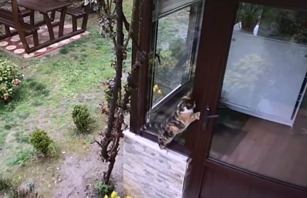 This thief is too arrogant! Not only did you steal food, but you also brought the cat army