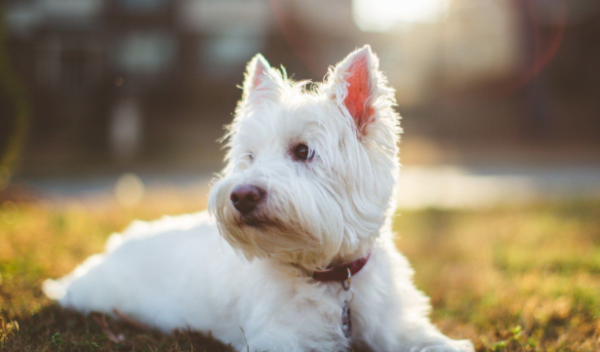 Daily understanding: What should I take to replenish blood faster if I have anemia in my dog?