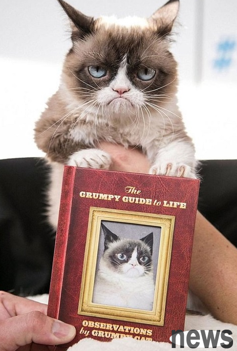 The cat celebrity 