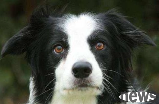 Pay attention to feeding dogs. What is the best way to feed dogs at home? Different body shapes and different foods