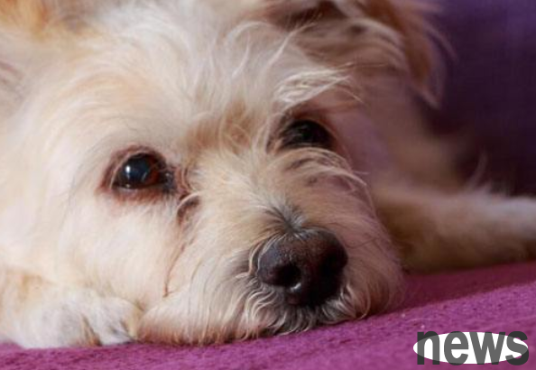 Today’s sharing: Why is the dog retching and can’t spit it out?