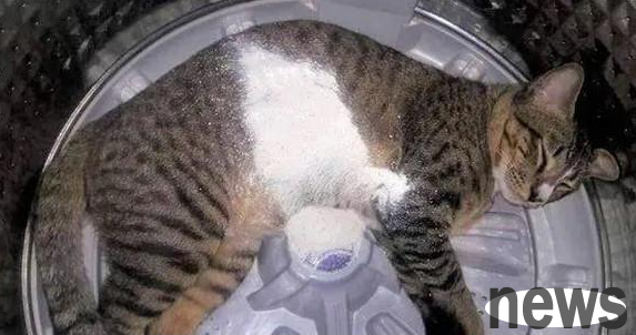 The cat was sleeping in the washing machine and suddenly felt a heavy body. When he opened his eyes, he saw: Are you tired of living?