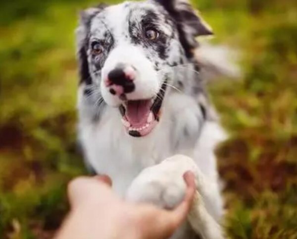If a dog has feelings for you, it will use 