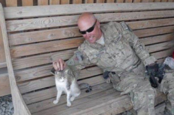 Cat-loving soldiers took Xiaolang Meow back from Afghanistan and incorporated into a domestic cat who loves to act coquettishly