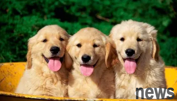 6 areas where dogs like to be touched? Have you touched it today?