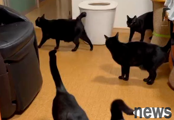 Netizens counted cats until they were lost: How many cats are there?