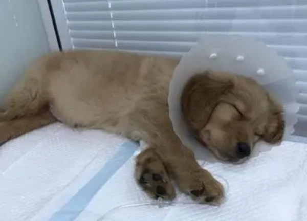 Detailed explanation of this article: Confirmation and prevention of canine distemper virus