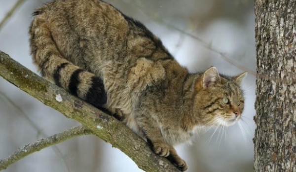 Dogs are loyal than cats? I didn t know that the owner had passed away, and the cat was waiting at the hospital gate for several months