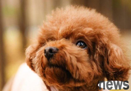 These types of dogs are recommended. They are easy to raise but not expensive. Does your family have them?