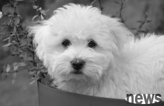 There is scientific argument for who raises what dog? Let s see which dogs are suitable for you