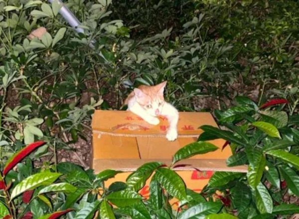 The poor cat mother called 