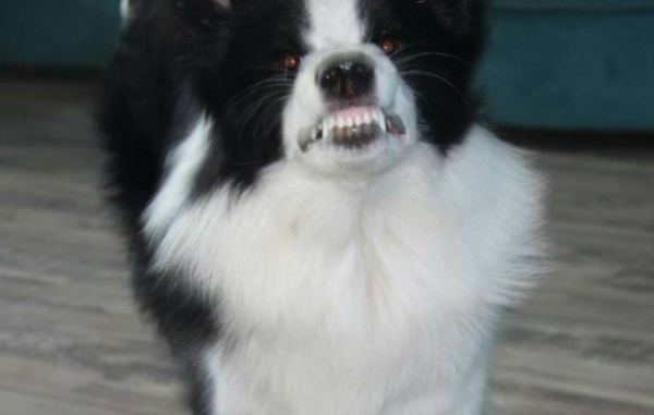 Why do dogs suddenly bare their teeth at you? Eighty times it is your moral bottom line