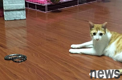 Umbrella Festival snake appears in the house. Adopt stray cats to repay their kindness and besiege snakes