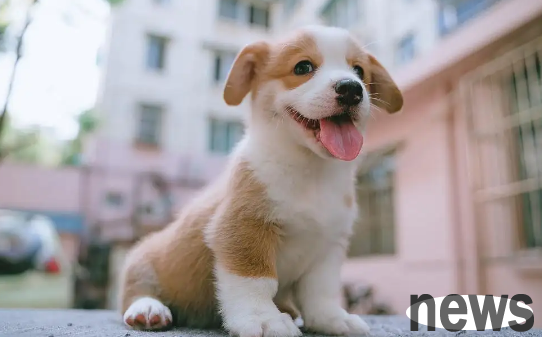 Have pets at home: Which brand of trace elements of dogs is better?