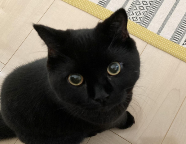 A woman who loves cats and loses her cats to ask for help from a stray cat